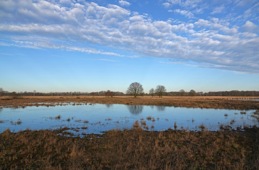 Boerenveensche plassen