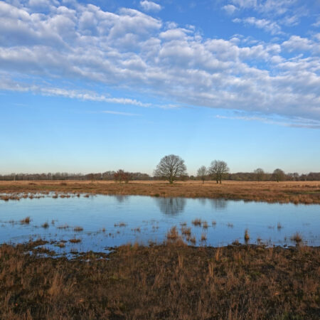 Boerenveensche plassen (Drenthe)