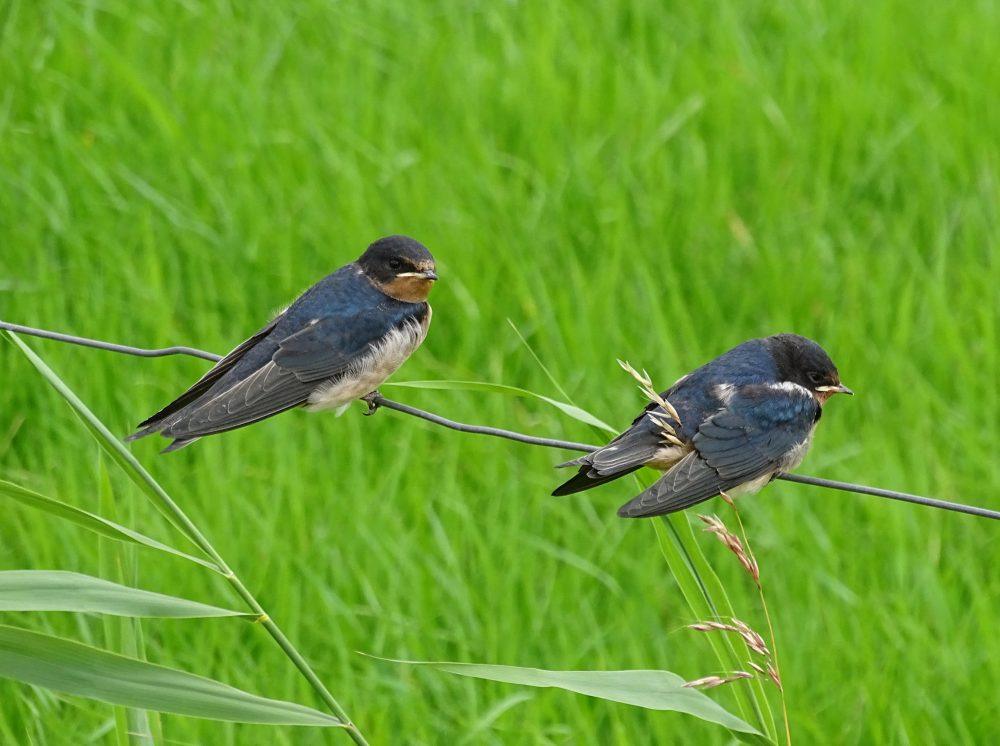 Boerenzwaluw (Onlanden)