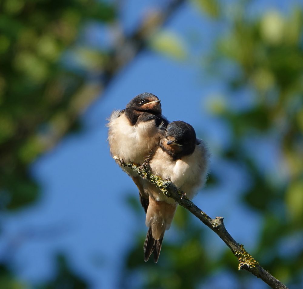 Boerenzwaluwen (juveniel)