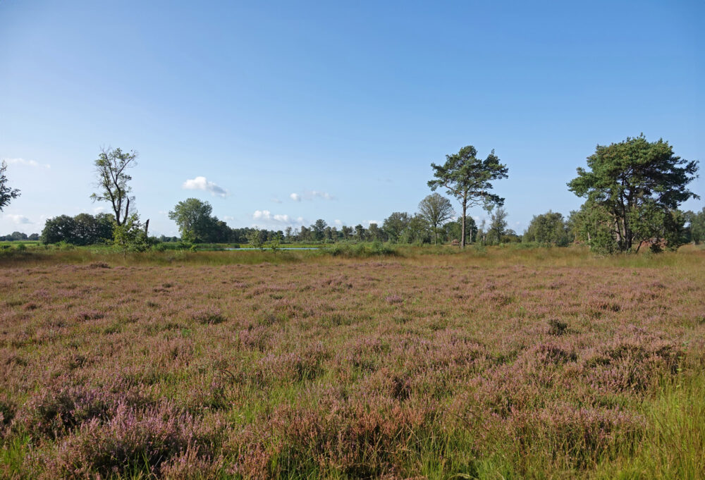 Boetelerveld