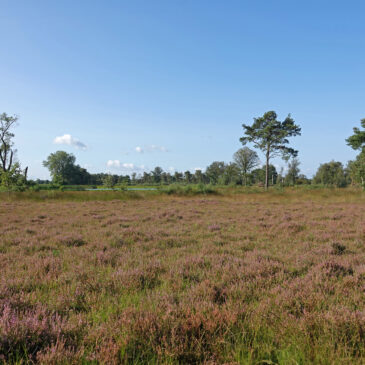 Boetelerveld