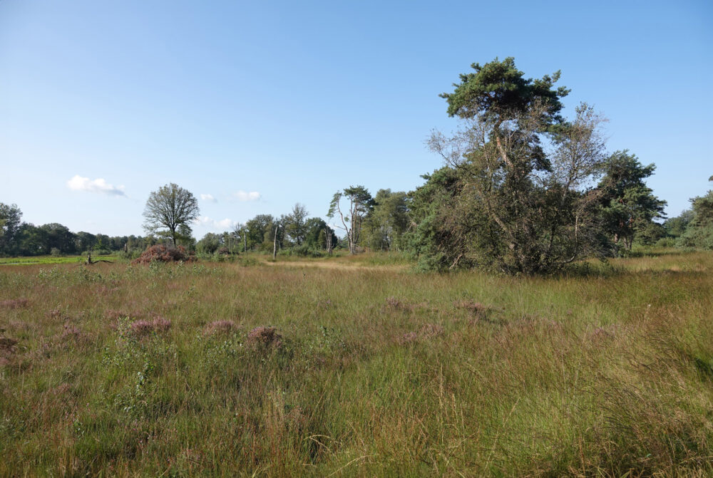 Boetelerveld
