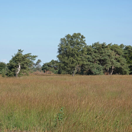 Boetelerveld