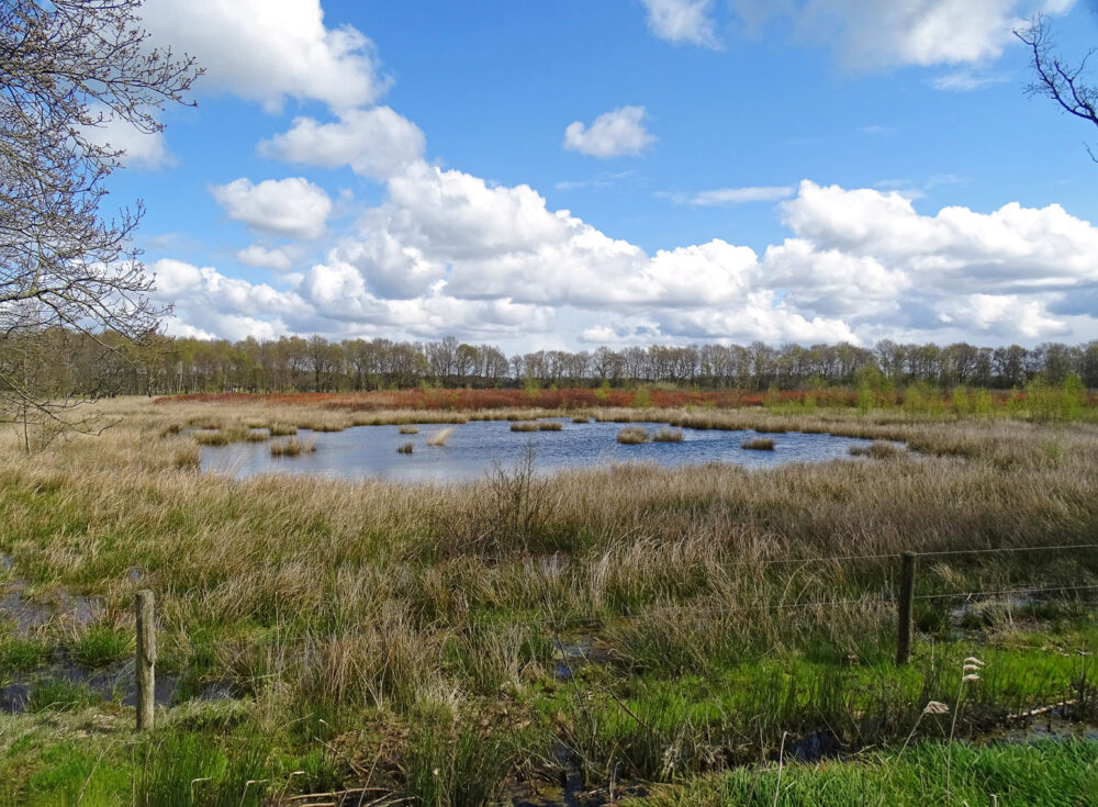 Bongeveen