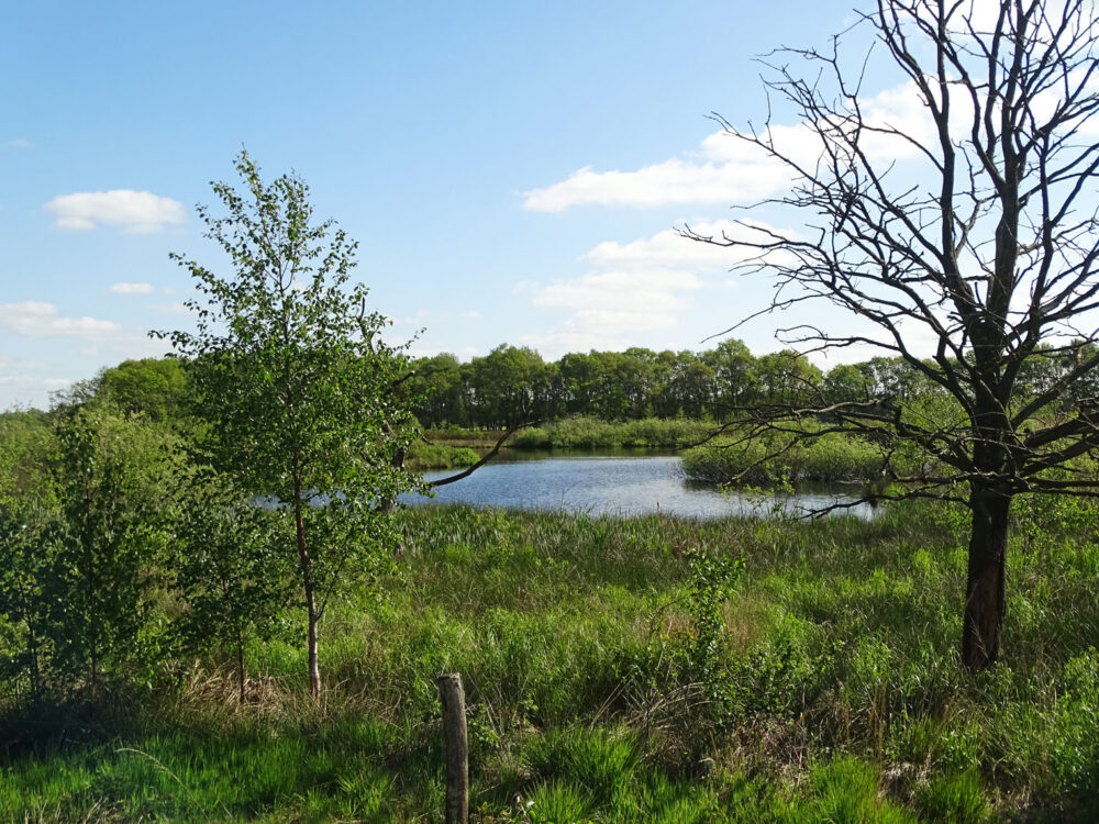 Bongeveen