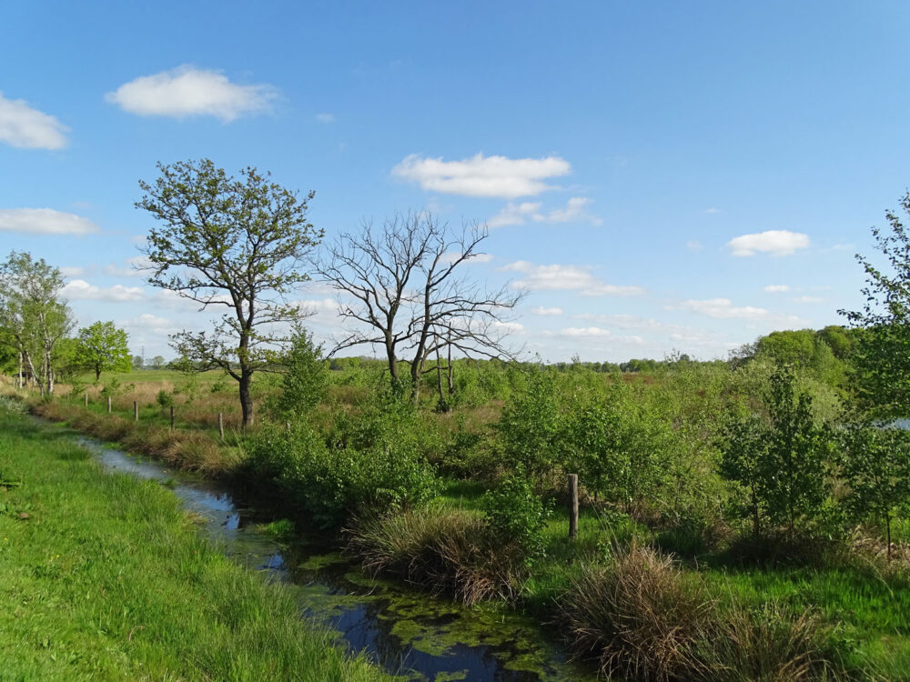 Bongeveen