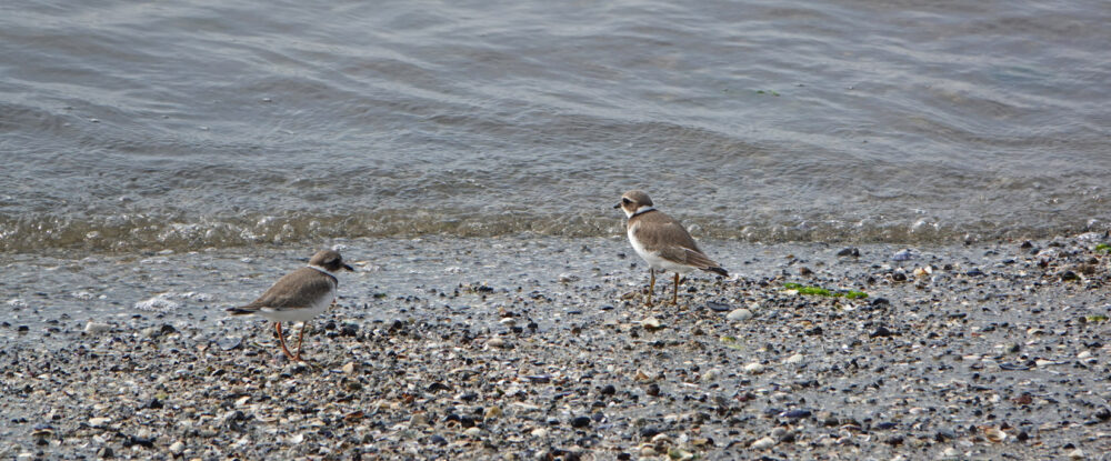 Bontbekplevieren op wad (Ameland)