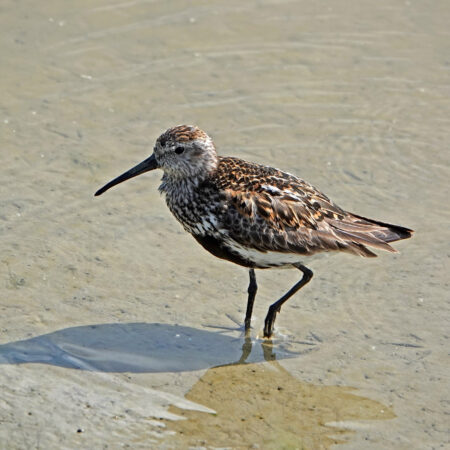 Bonte strandloper