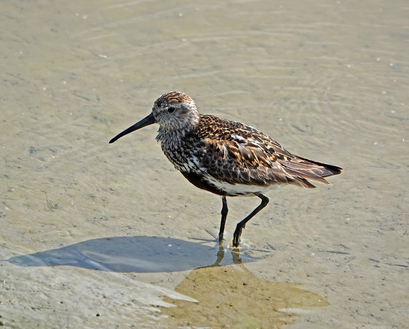 Bonte strandloper