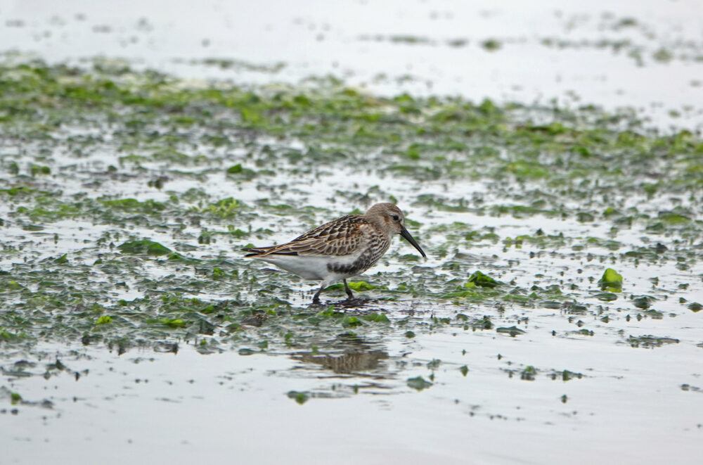 Bonte strandloper