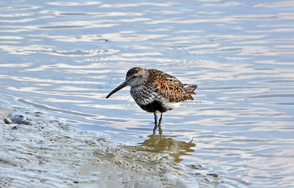 Bonte strandloper
