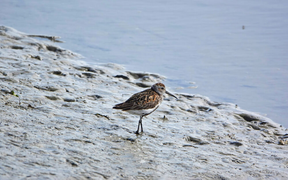 Bonte strandloper