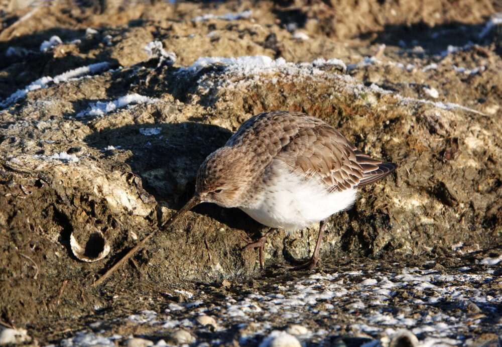 Bonte strandloper (Peazemerlannen)
