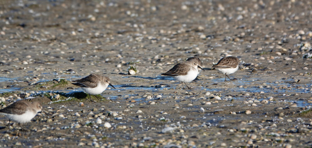 Bonte strandloper (Peazemerlannen)