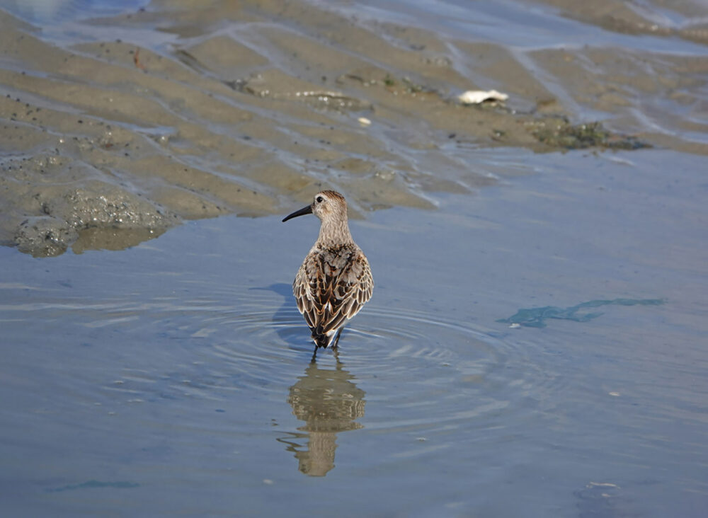 Bonte strandloper (Uithuizerwad)