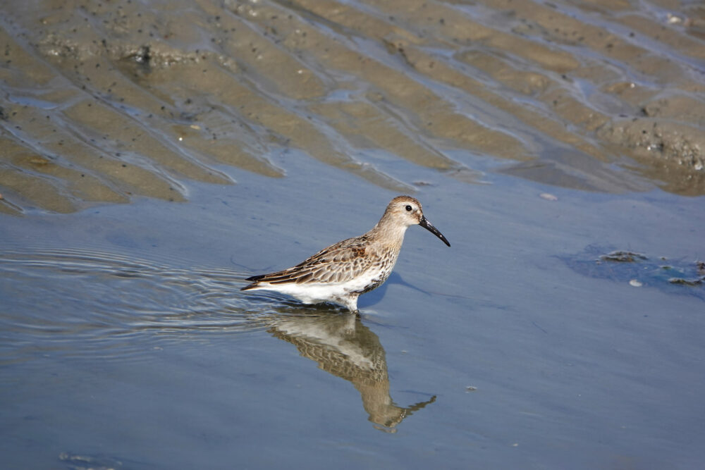 Bonte strandloper (Uithuizerwad)