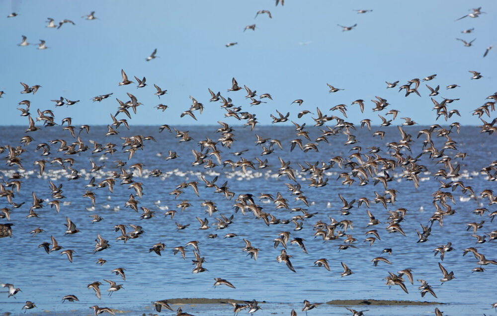 Bonte strandloper en krombekstrandlopers op wad bij Westhoek