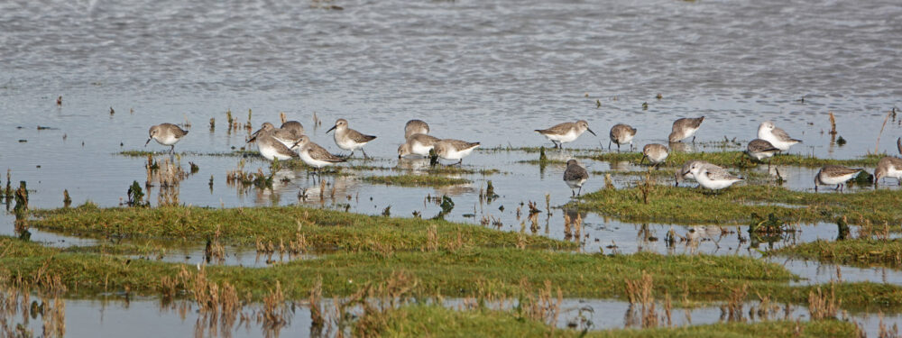 Bonte strandlopers en drieteenstrandlopers op kwelders Rommelhoek