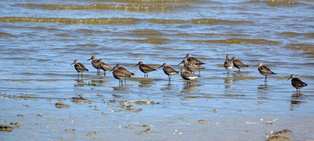 Bonte strandlopers op het wad (Zwarte Haan) ()