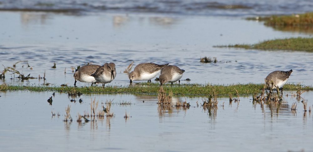 Bonte strandlopers op wad Rommelhoek