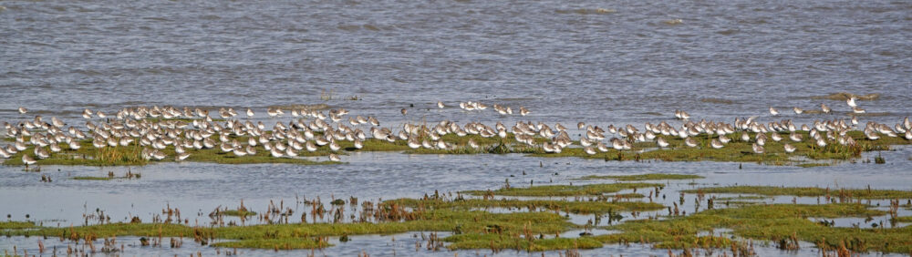 Bonte strandlopers op wad (Rommelhoek)