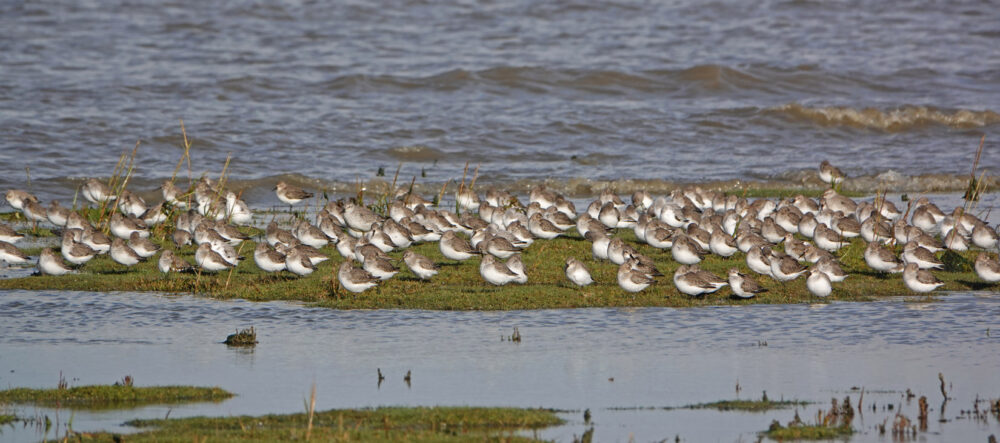 Bonte strandlopers op wad (Rommelhoek)