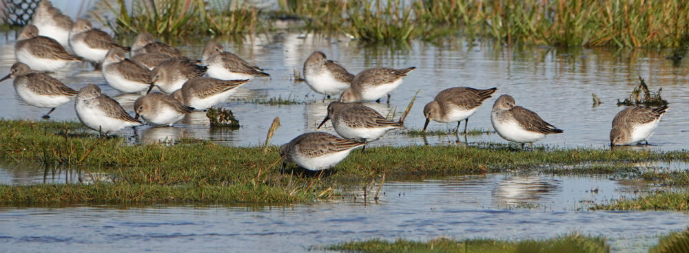 Bonte strandlopers op wad (Rommelhoek)