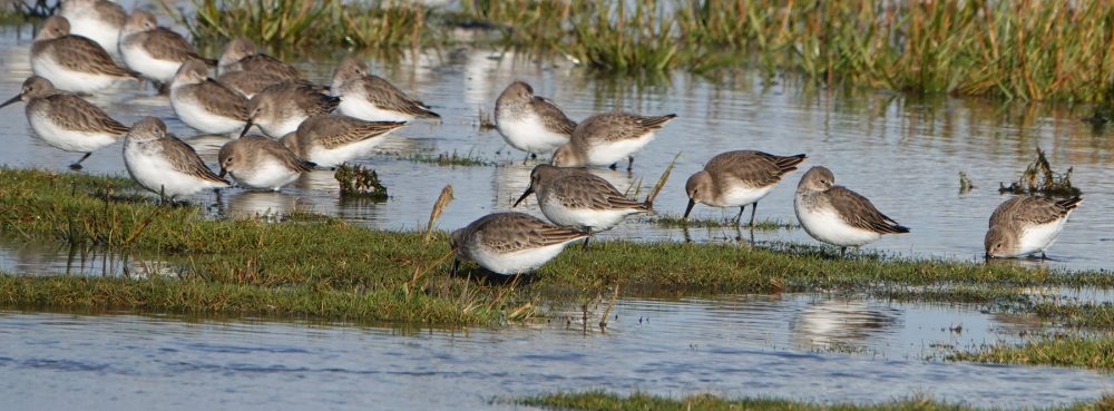 Bonte strandlopers op wad (Rommelhoek)