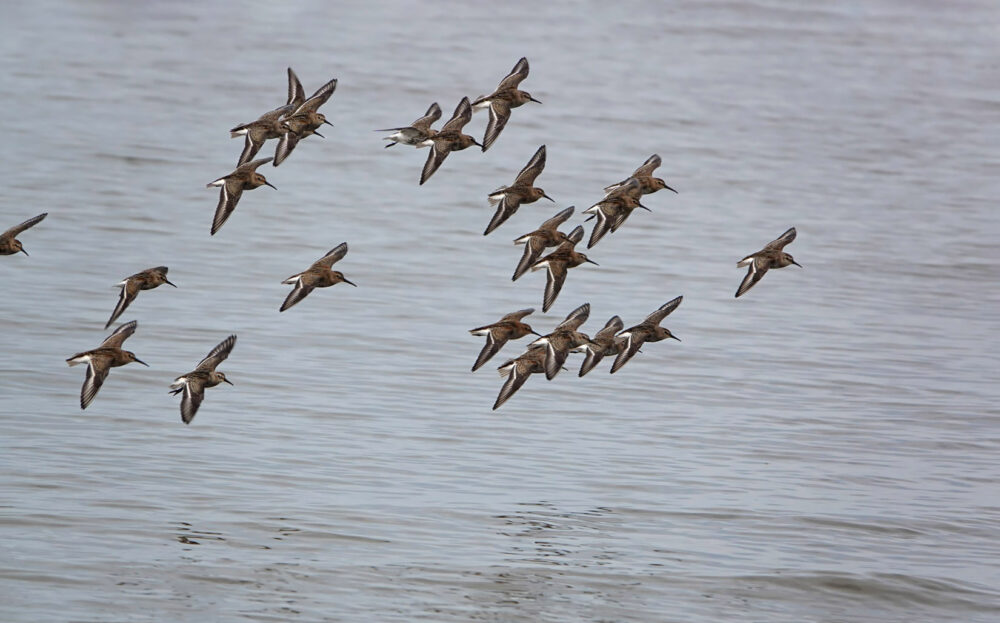 Bonte strandlopers op wad bij Harlingen
