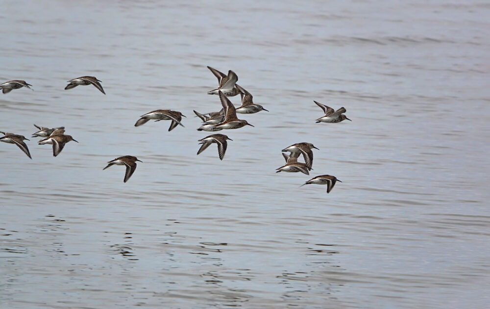 Bonte strandlopers op wad bij Harlingen