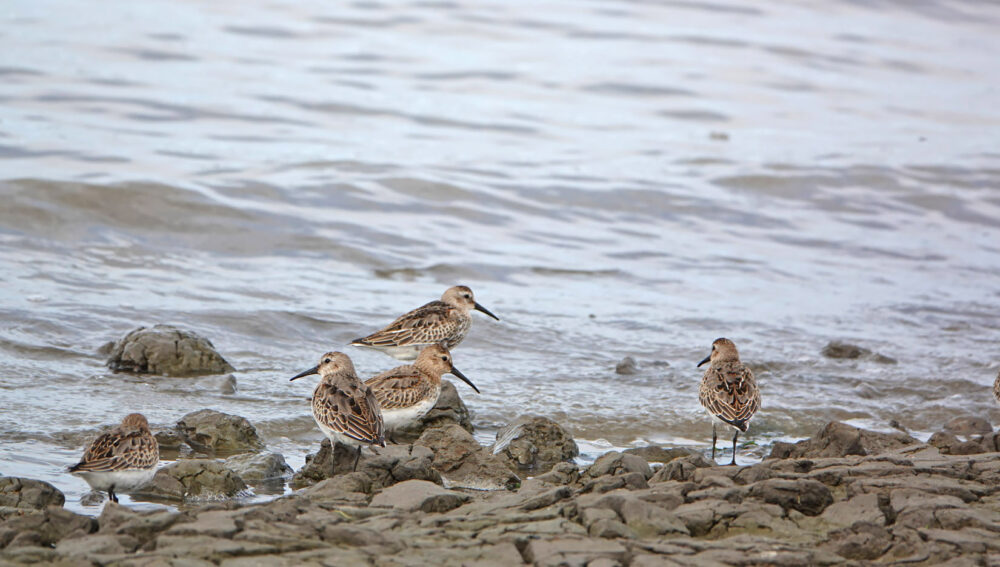 Bonte strandlopers op wad bij Harlingen