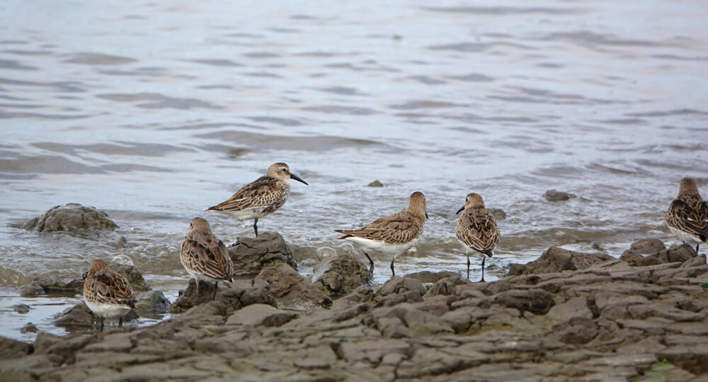 Bonte strandlopers op wad bij Harlingen