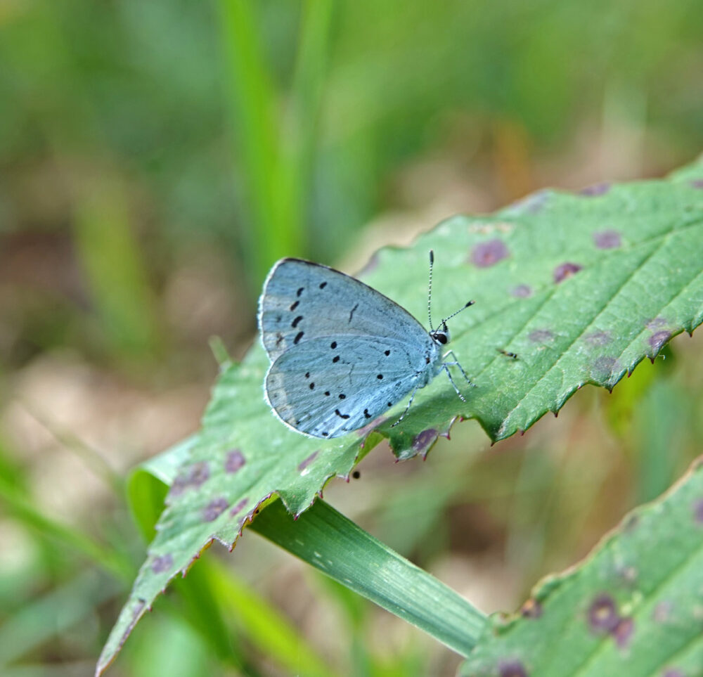 Boomblauwtje
