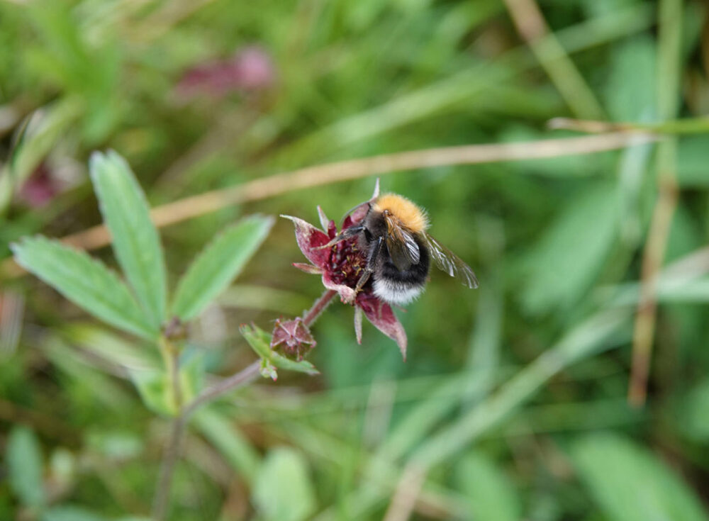Boomhommel