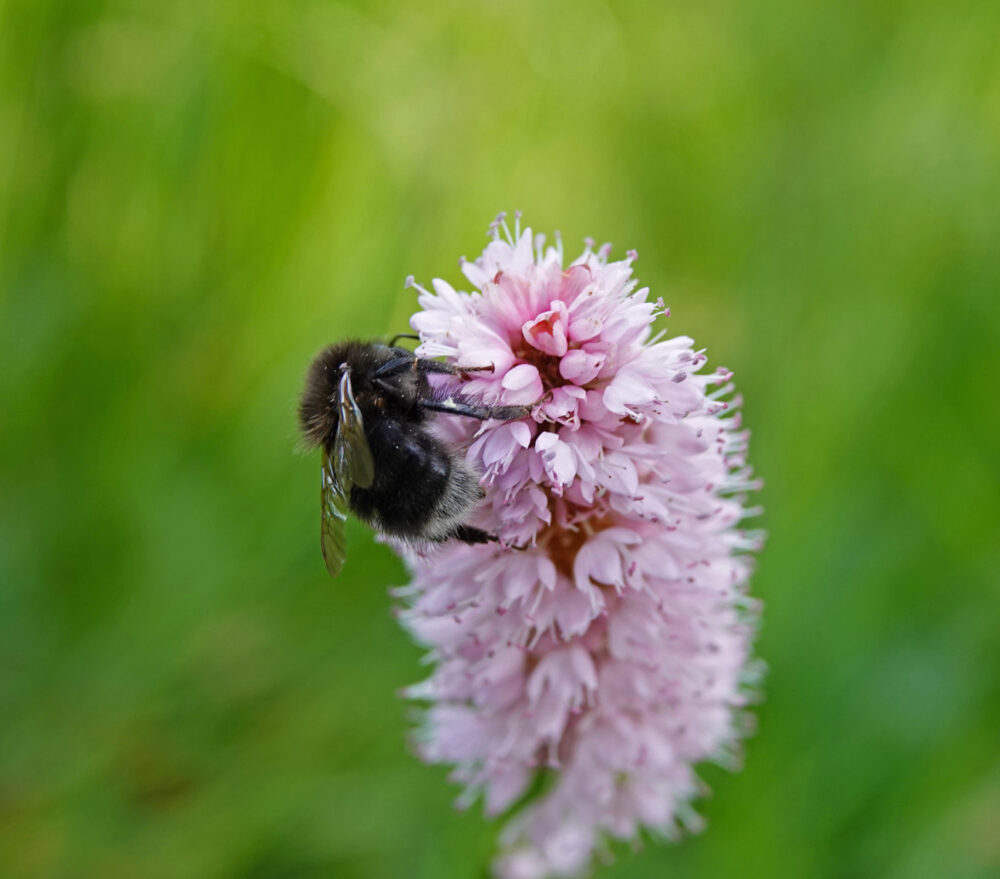 Boomhommel