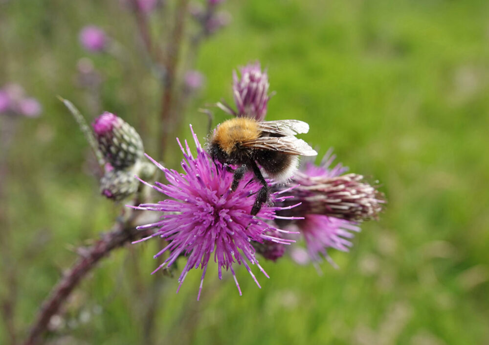 Boomhommel