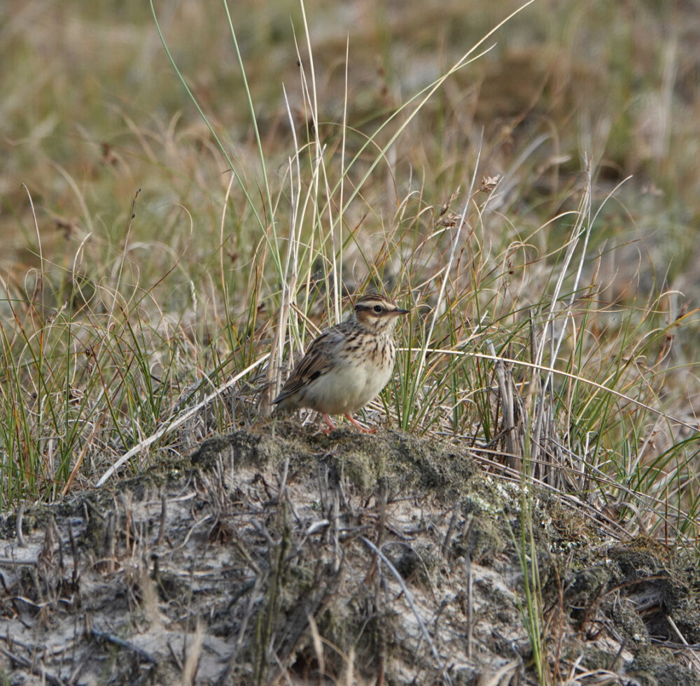 Boomleeuwerik (Schoorlse duinen)