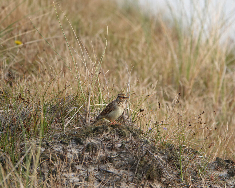 Boomleeuwerik (Schoorlse duinen)