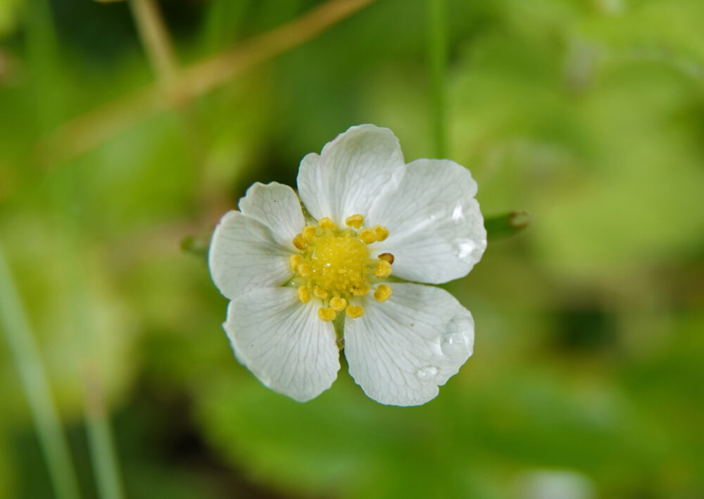 Bosaardbei