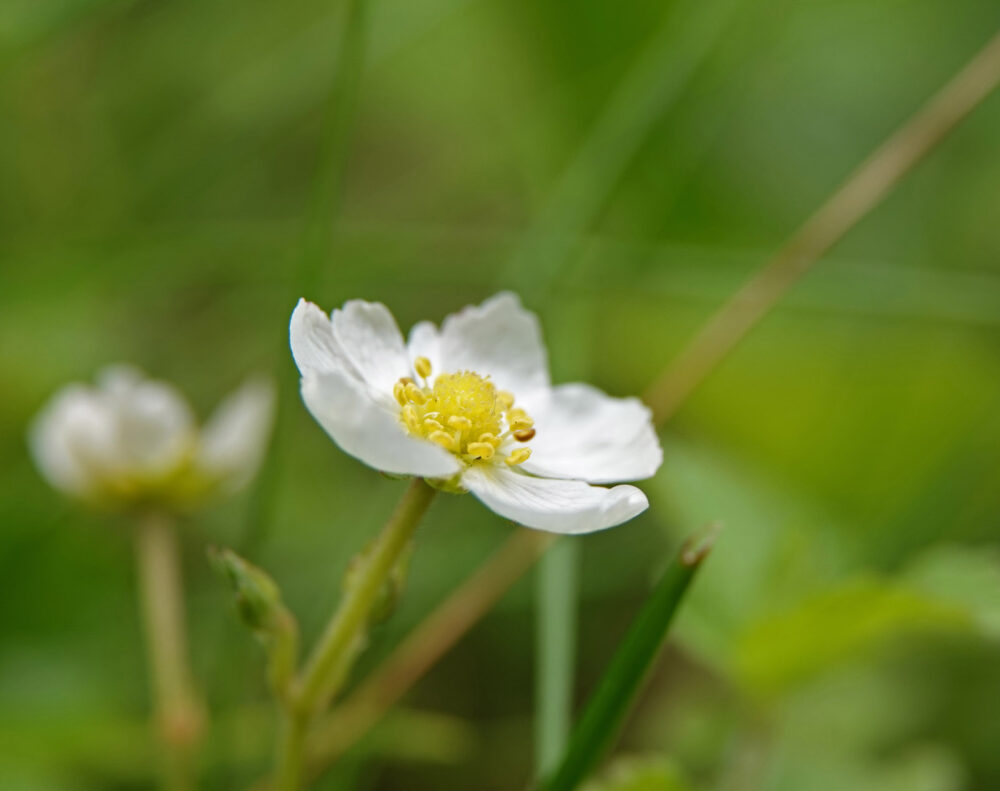 Bosaardbei