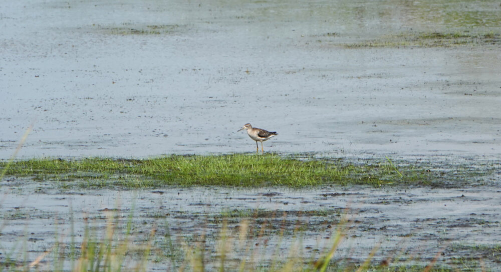 Bosruiter (Onnerpolder)