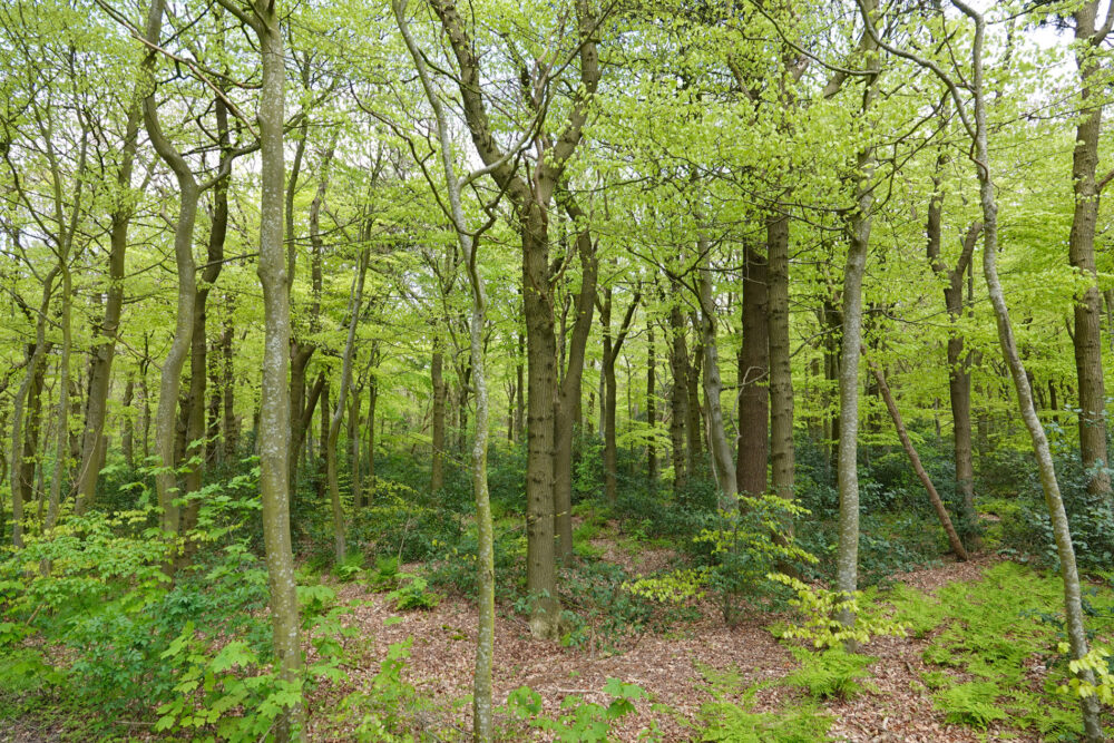 Bossen Gaasterland in het voorjaar
