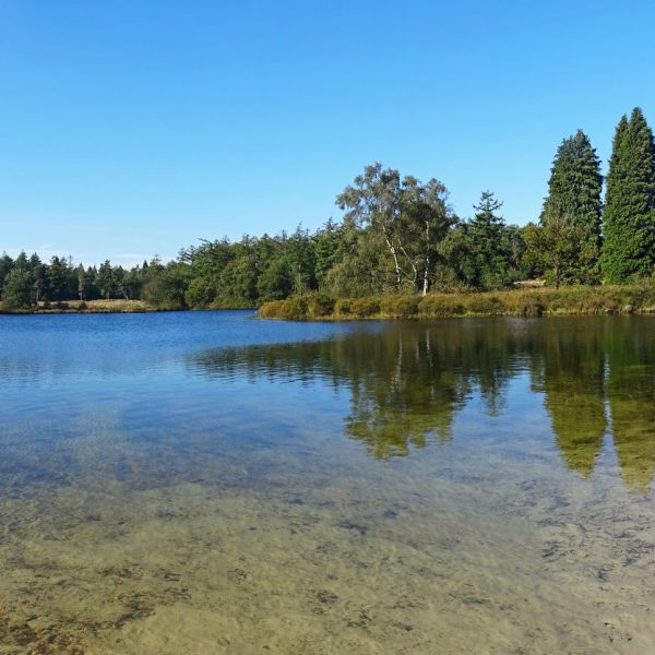 Haarplas (Boswachterij Hardenberg)