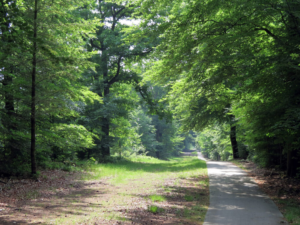 Bossen Veluwe
