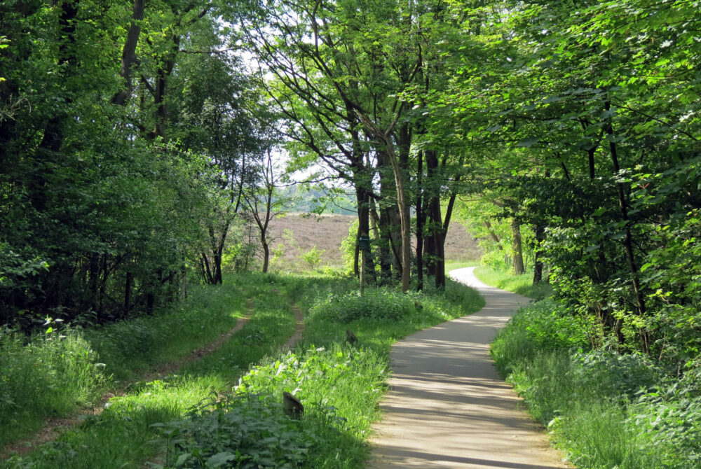 Bossen Veluwe