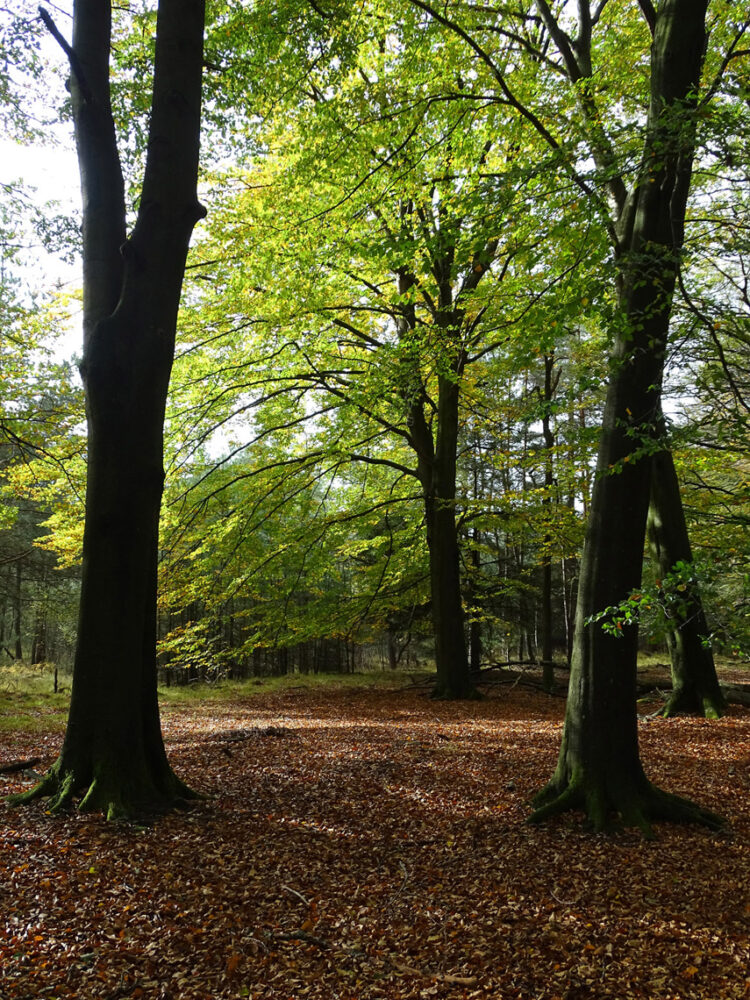 Bossen op het Dwingelderveld
