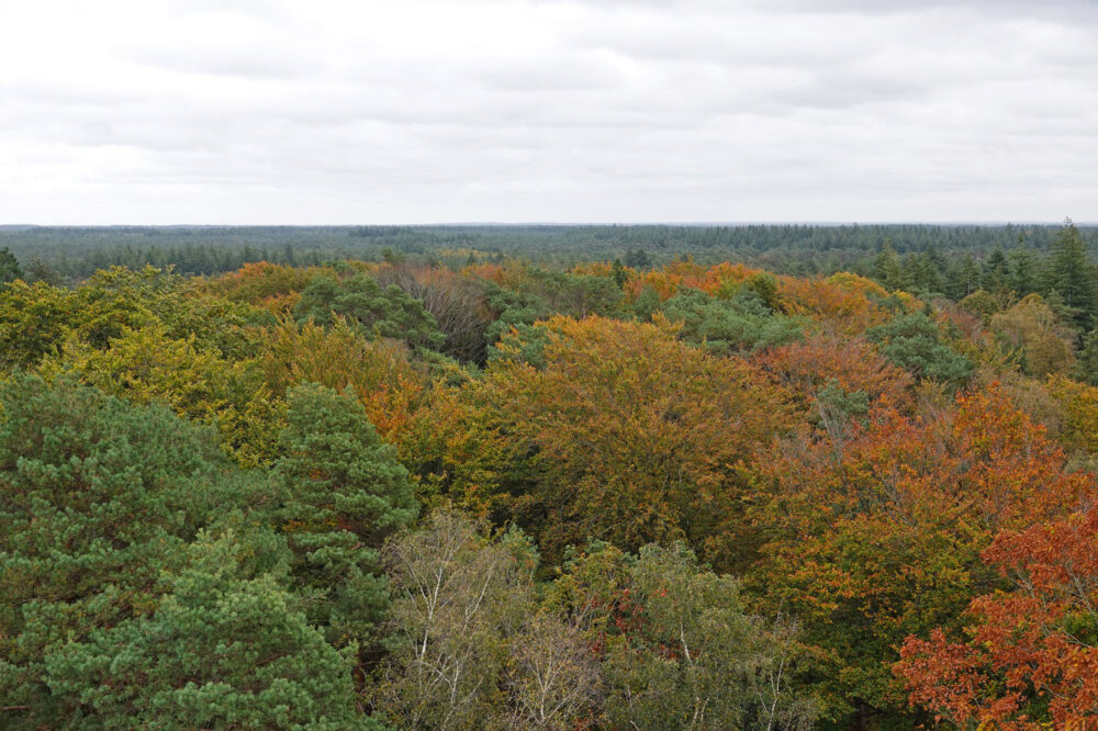 Bossen rondom de Besthmenerberg