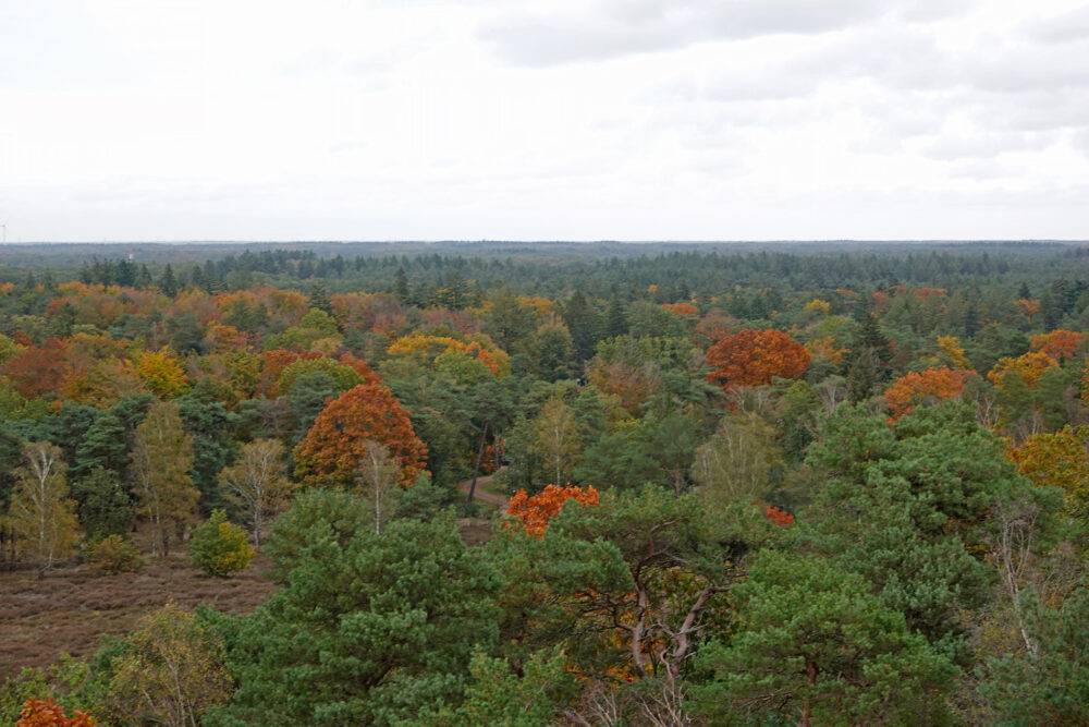 Bossen rondom de Besthmenerberg