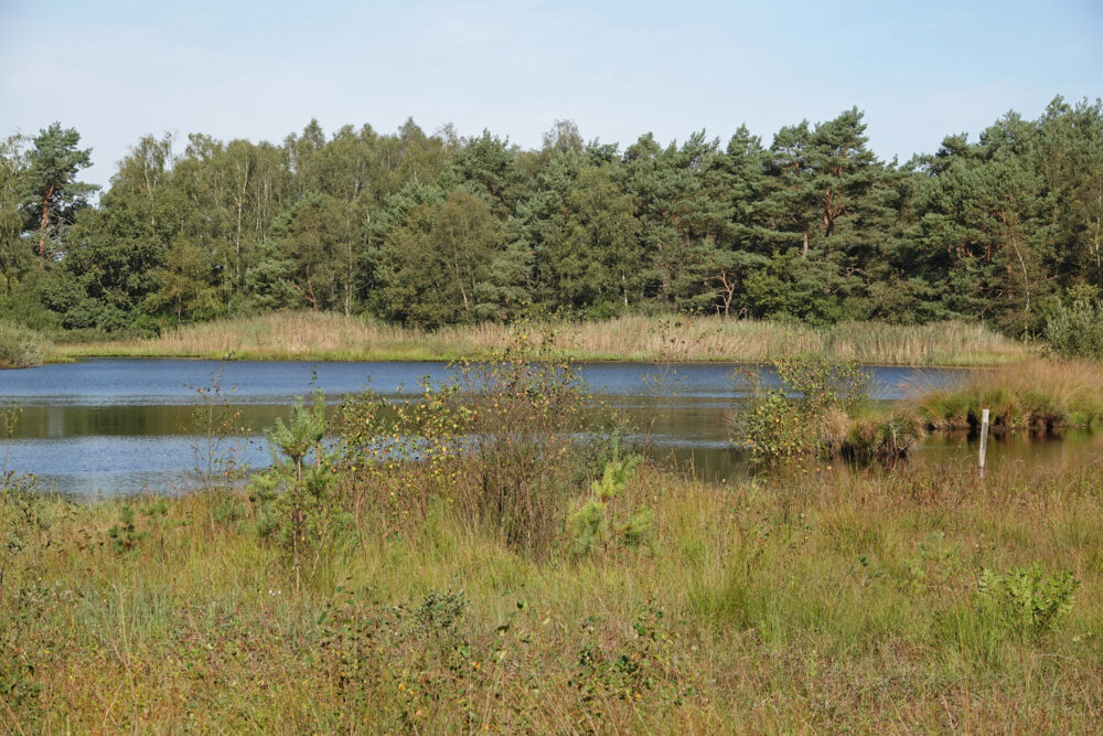 Bosveen (Holtingerveld)